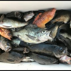 オーフリー 釣果