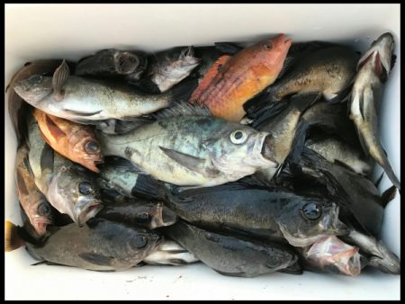 オーフリー 釣果