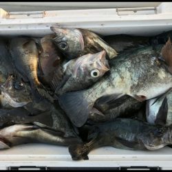 オーフリー 釣果