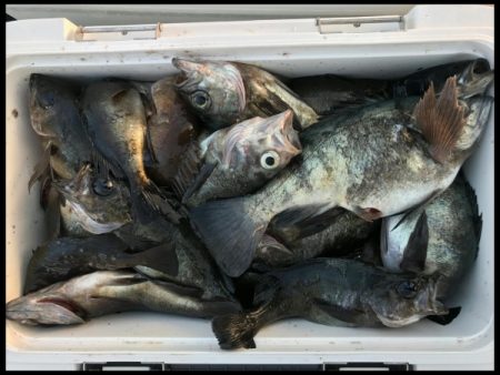 オーフリー 釣果