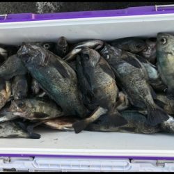 オーフリー 釣果