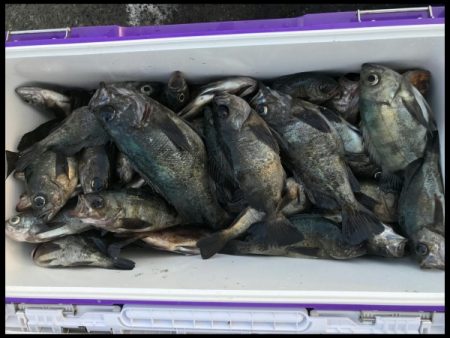 オーフリー 釣果