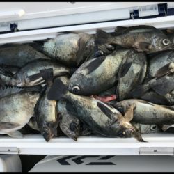 オーフリー 釣果