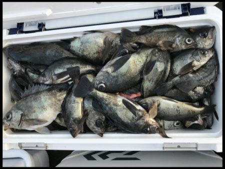 オーフリー 釣果