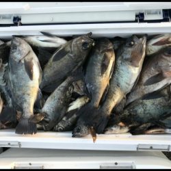 オーフリー 釣果