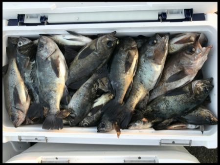 オーフリー 釣果