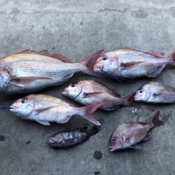 長栄丸(千葉) 釣果