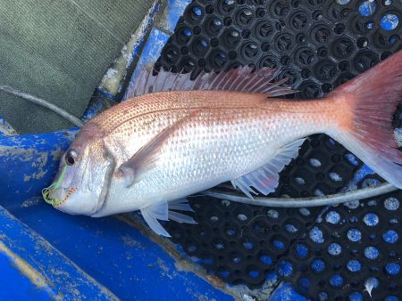 長栄丸(千葉) 釣果