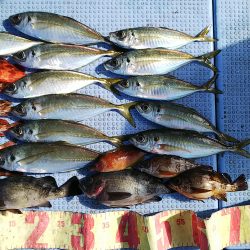 第二常豊丸 釣果