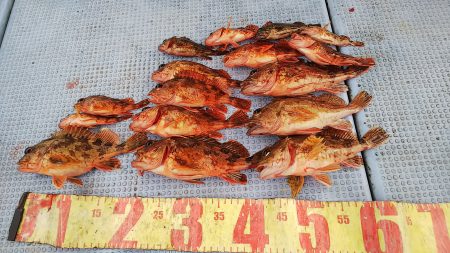 第二常豊丸 釣果