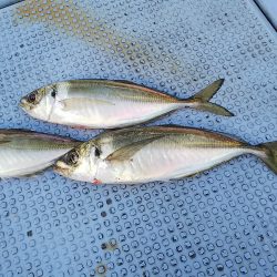 第二常豊丸 釣果