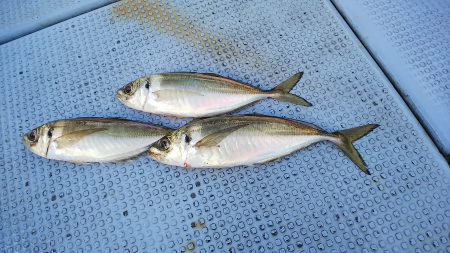 第二常豊丸 釣果