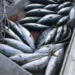 寿裕 （YOSHIHIRO） 釣果