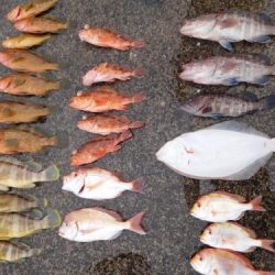 第二一之紀丸（ダイニイチノキマル） 釣果