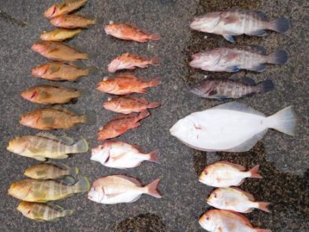 第二一之紀丸（ダイニイチノキマル） 釣果