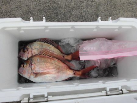 大進丸(新潟) 釣果