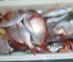 松福丸 釣果