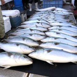 幸風（さちかぜ） 釣果