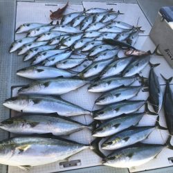 ふじしめ丸 釣果