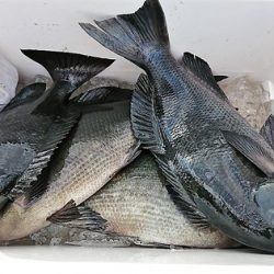 しば渡船 釣果