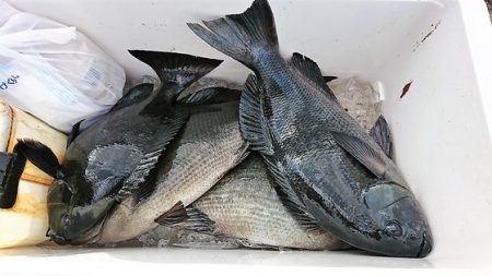 しば渡船 釣果