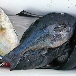 しば渡船 釣果