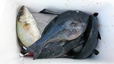 しば渡船 釣果
