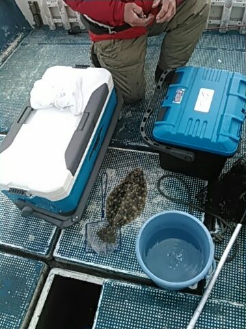 フィッシングガイド りょう 釣果