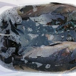 しば渡船 釣果