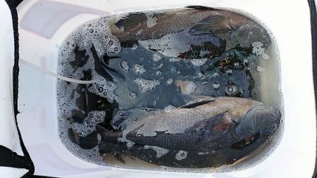 しば渡船 釣果