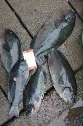 伊豆下田フィッシング 釣果