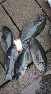 伊豆下田フィッシング 釣果