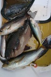 伊豆下田フィッシング 釣果