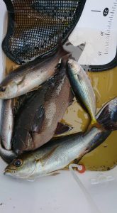 伊豆下田フィッシング 釣果