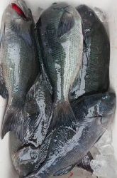 伊豆下田フィッシング 釣果