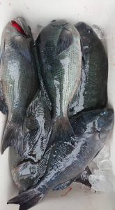 伊豆下田フィッシング 釣果