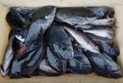 伊豆下田フィッシング 釣果