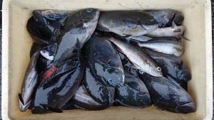 伊豆下田フィッシング 釣果