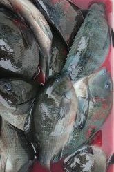 伊豆下田フィッシング 釣果