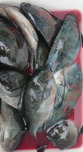 伊豆下田フィッシング 釣果