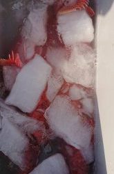 伊豆下田フィッシング 釣果