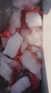 伊豆下田フィッシング 釣果