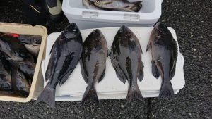 伊豆下田フィッシング 釣果