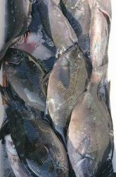 伊豆下田フィッシング 釣果