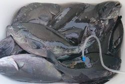 伊豆下田フィッシング 釣果