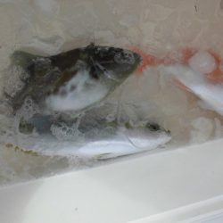 大進丸(新潟) 釣果