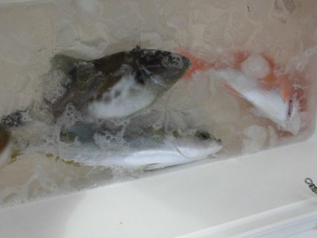 大進丸(新潟) 釣果