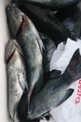 伊豆下田フィッシング 釣果