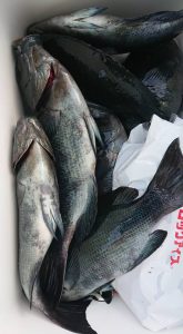 伊豆下田フィッシング 釣果