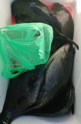 伊豆下田フィッシング 釣果